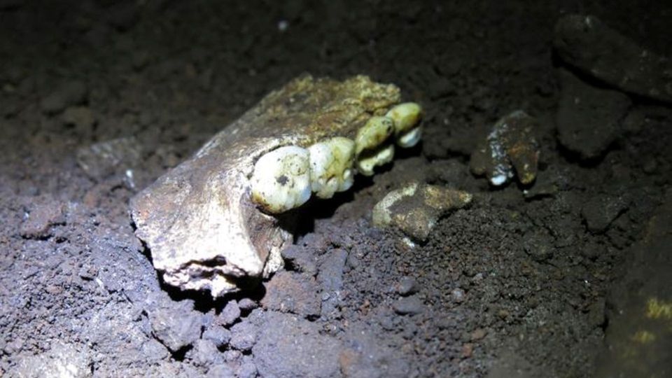 Ancient Homo naledi jawbone with preserved teeth at an archaeological excavation site.