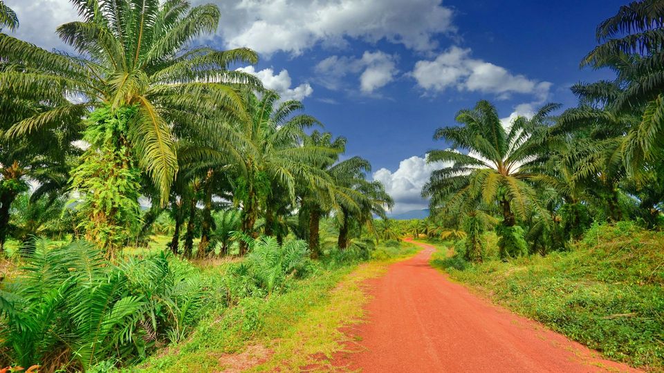 Palm trees lining a tropical plantation road beneath a blue sky with scattered clouds.
