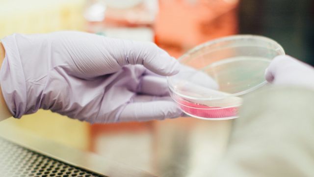 Gloved hand holding a petri dish with cell culture media. 