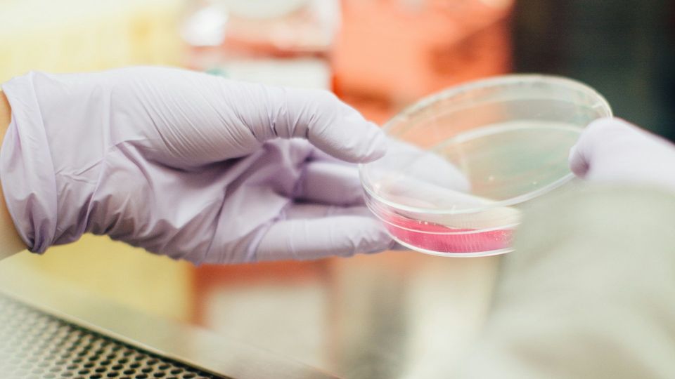 Gloved hand holding a petri dish with cell culture media.