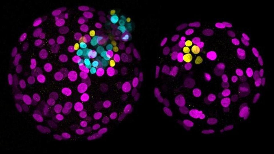 Fluorescence microscopy images of two embryos, one with purple, cyan, and yellow cells, the other with purple and yellow cells.