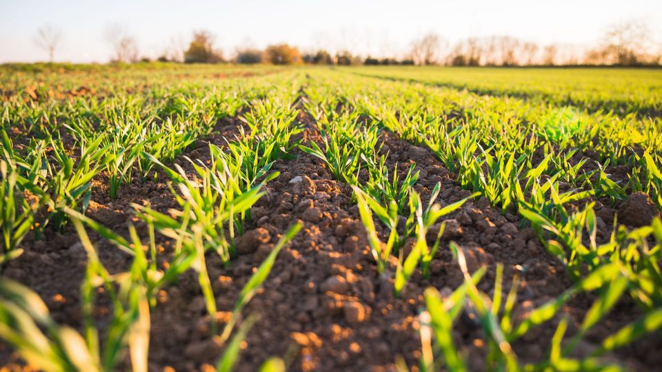 Young green wheat growing in neat rows across a sunlit wheat field.
