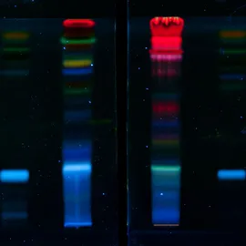 Polyacrylamide gel electrophoresis (PAGE) showing fluorescent protein bands for accurate protein separation and analysis.