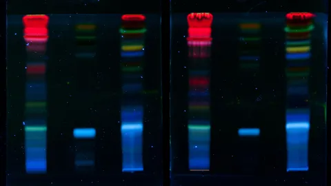 Polyacrylamide gel electrophoresis (PAGE) showing fluorescent protein bands for accurate protein separation and analysis.