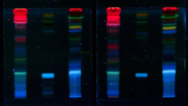 Polyacrylamide gel electrophoresis (PAGE) showing fluorescent protein bands for accurate protein separation and analysis. 