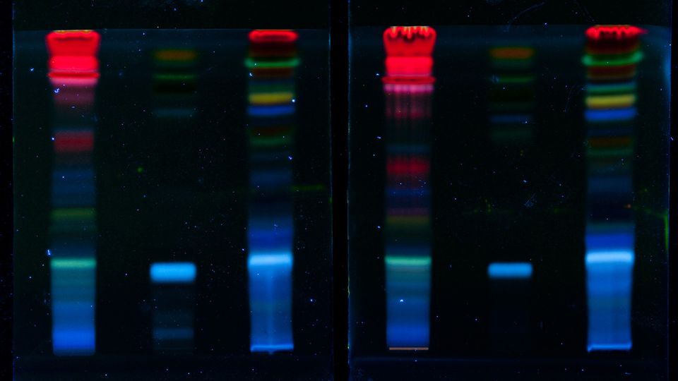 Polyacrylamide gel electrophoresis (PAGE) showing fluorescent protein bands for accurate protein separation and analysis.