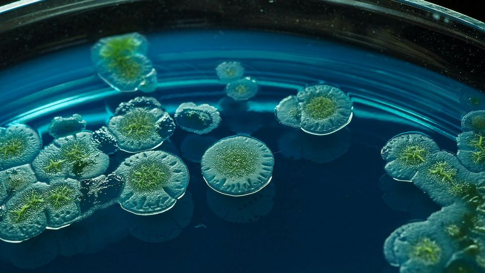 Close up of green Pseudomonas luteola colonies growing on an agar plate.