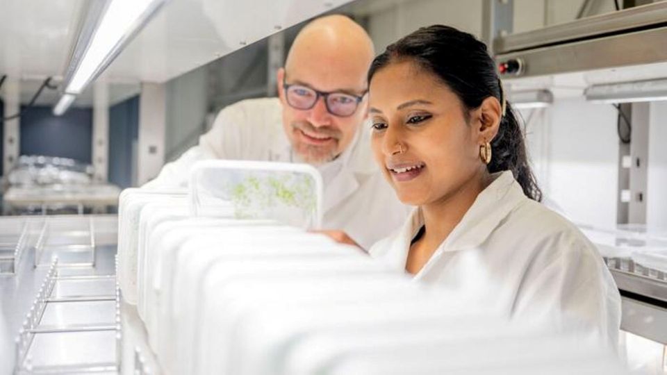 Researchers examining plant samples in a laboratory growth chamber.