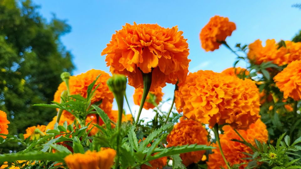 Large, bright orange marigold flowers blooming against a clear blue sky background.