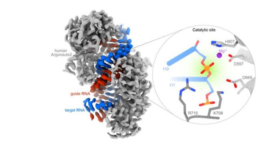 Cryo-EM structure of human Argonaute2 bound to guide and target RNA with a catalytic site inset.