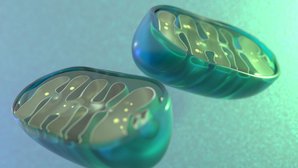 Illustration of mitochondria showing internal cristae.