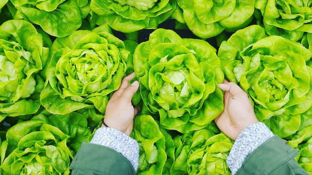 A person selecting a large head of lettuce from a row of other lettuces. 