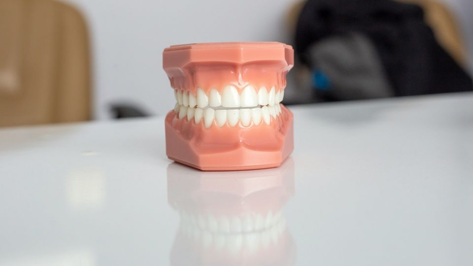Dental teeth model showing upper and lower jaws with aligned teeth.