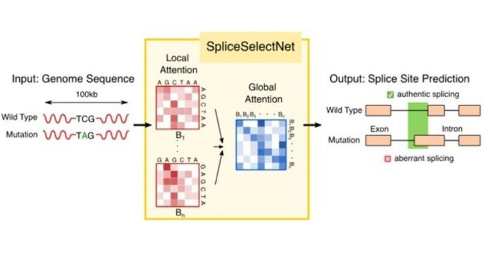 Diagram of a DNA sequence analysis workflow using SpliceSelectNet to predict RNA splicing outcomes from genomic sequences.