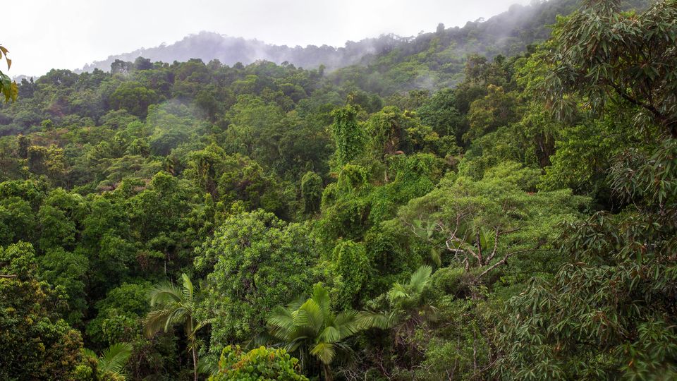 A hillside covered in tropical rainforest.