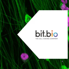 Fluorescent microscopy of neurons for neuroscience research
