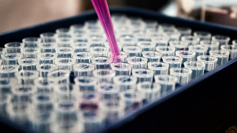 Laboratory pipette dispensing liquid into a tray of microcentrifuge tubes.