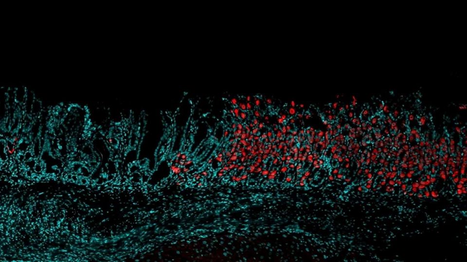 Fluorescent microscopy image of the stomach lining showing labeled gastric cells.