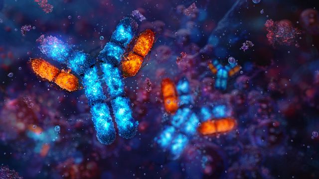 Illustration of antibodies. The heavy chains are blue and the light chains are orange. The antibodies are floating on a dark blue background. 