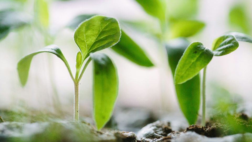 Close-up of young growing plants sprouting from soil with green leaves and soft natural light.