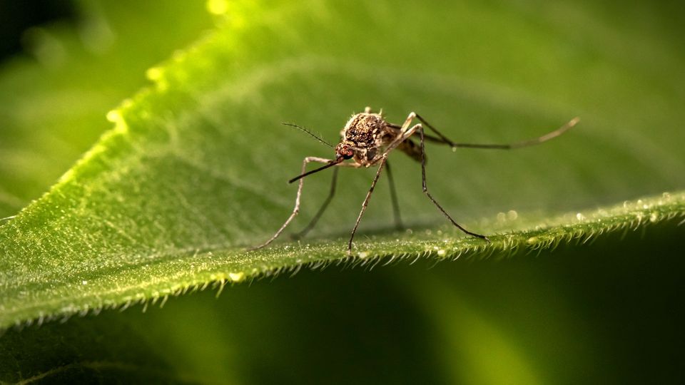 Close-up of a mosquito resting on a green leaf.