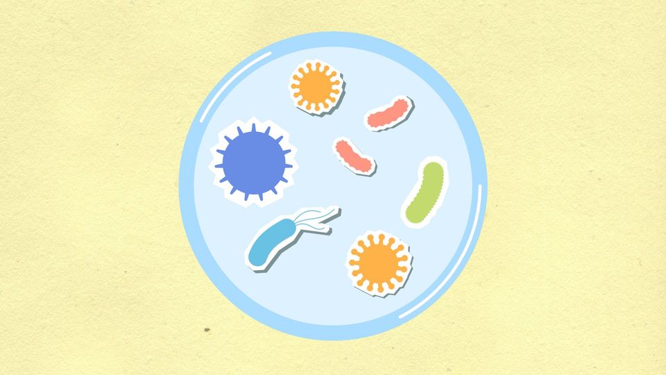 Illustration of microorganisms in a petri dish, showing bacteria and viruses.