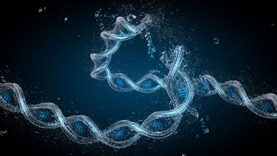 3D illustration of damaged DNA strands breaking apart.