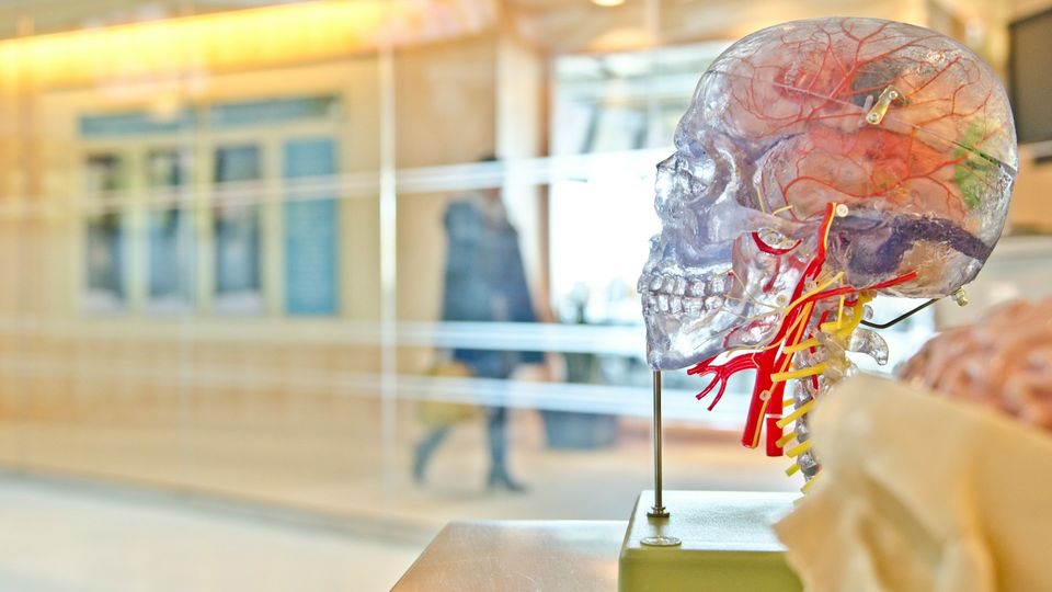 Transparent skull model displaying brain lobes, cranial anatomy, blood vessels, and nerves in a corridor setting.