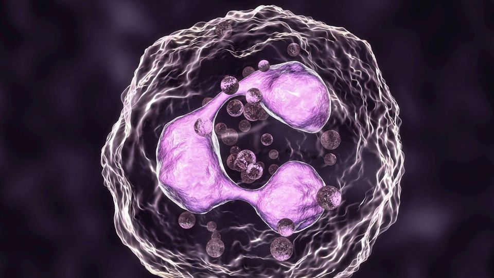 Illustration of a neutrophil white blood cell releasing antimicrobial granules.