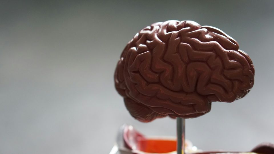 Anatomical brain model on a stand showing the sulci and gyri of the brain.