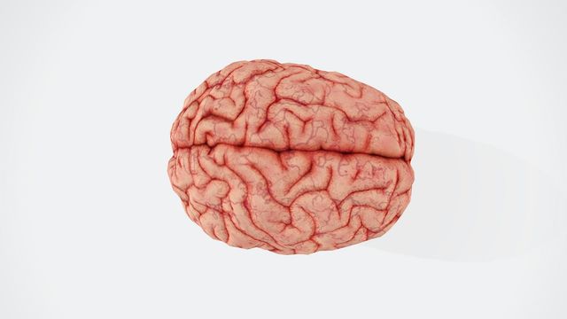 3D brain model showing the cerebral hemispheres and surface anatomy on a white background. 
