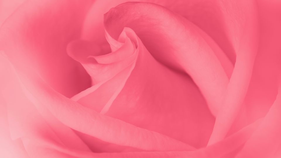 Close-up of a pink rose with layers of petals unfolding.