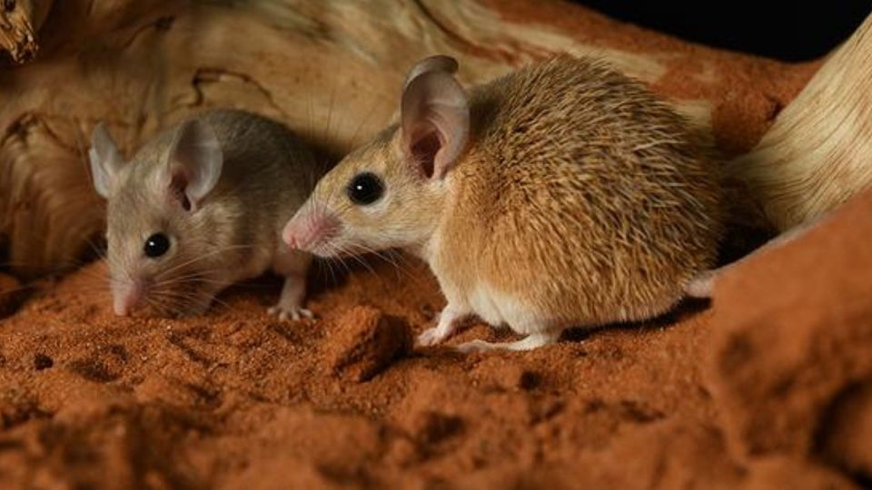 Two spiny mice on a sandy desert floor.