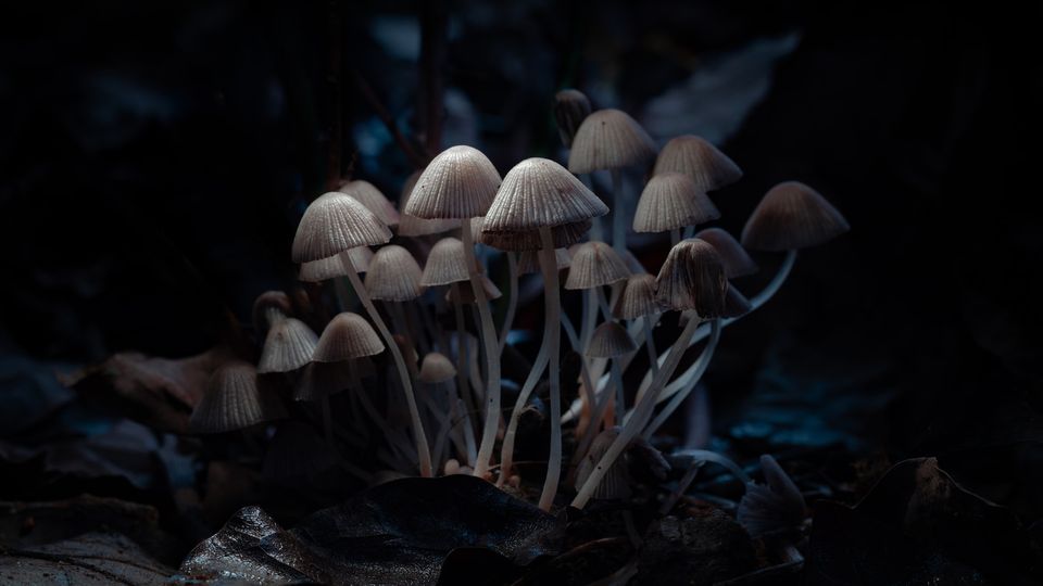 Cluster of small pale mushrooms in a dark forest, resembling magic mushrooms, growing among damp leaves.