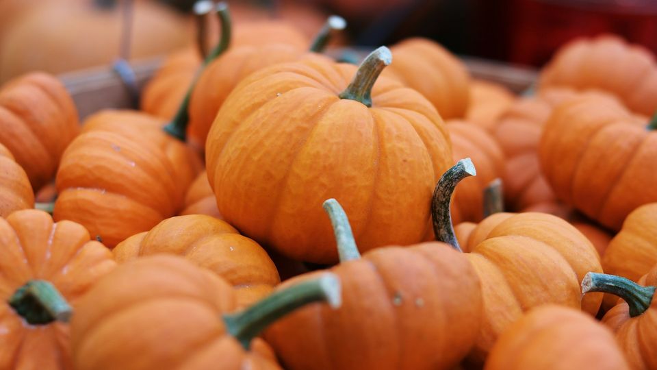 A group of pumpkins on a table.