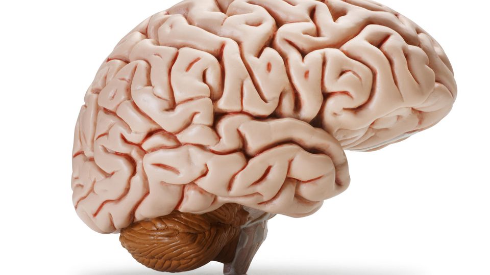 3D render of a human brain in side view, showing detailed folds and cerebellum structure.
