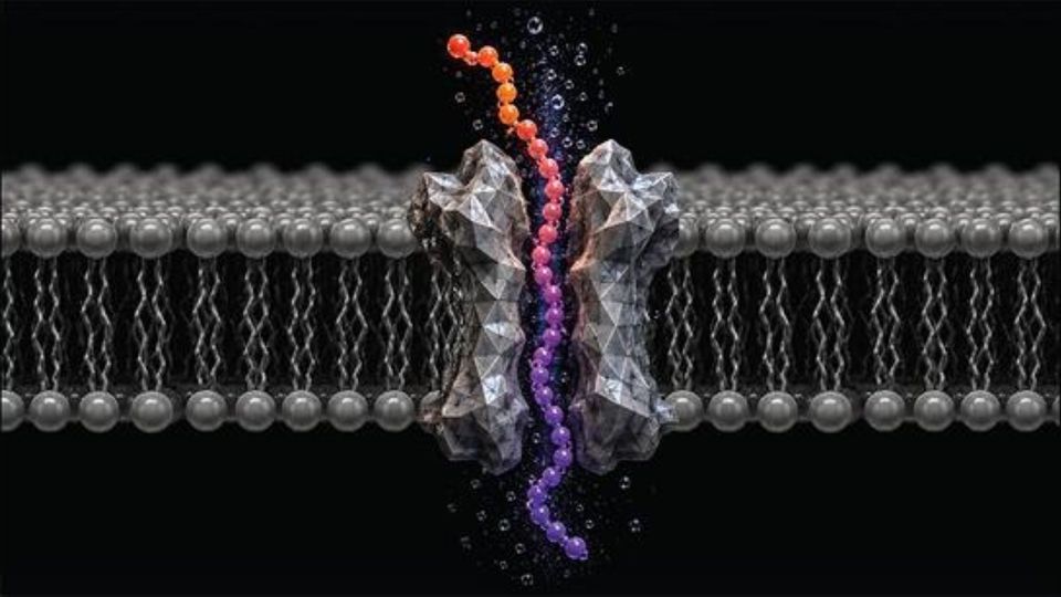 Protein molecule passing through a cell membrane channel in a 3D scientific illustration.