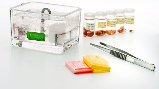 Tissue samples and histology equipment for tongue tissue processing. 