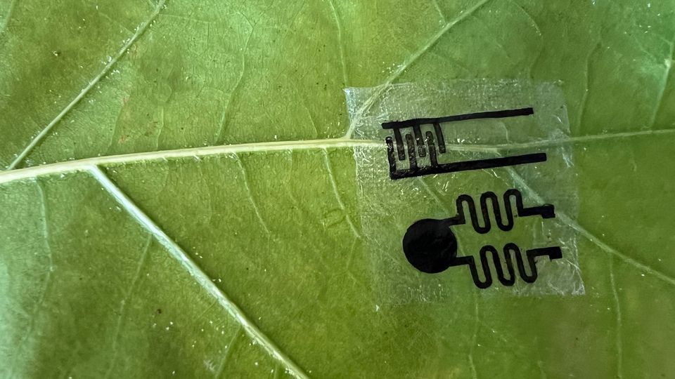The sensor patch on a leaf. It is a small, transparent patch, with circuity-like black sensors tattooed onto the device.