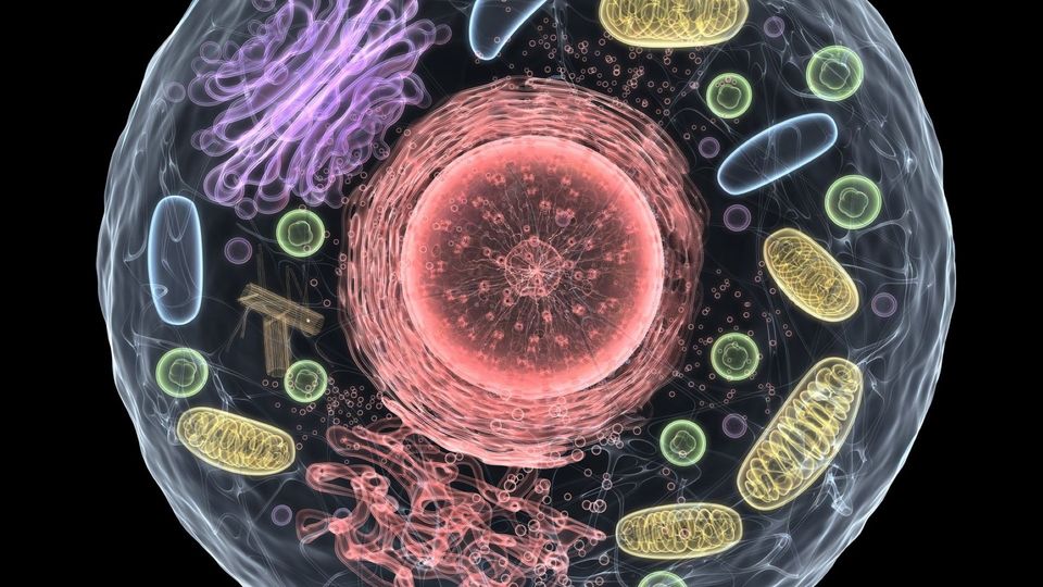 3D illustration of a human cell structure showing the nucleus and major cellular organelles in different colors.