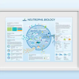 Neutrophil illustration showing immune cells defending against pathogens as part of the innate immune response.
