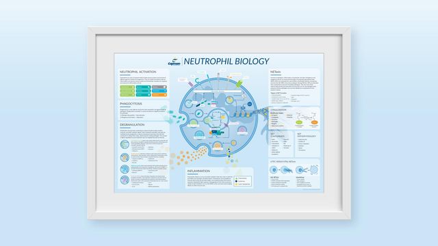 Neutrophil illustration showing immune cells defending against pathogens as part of the innate immune response. 