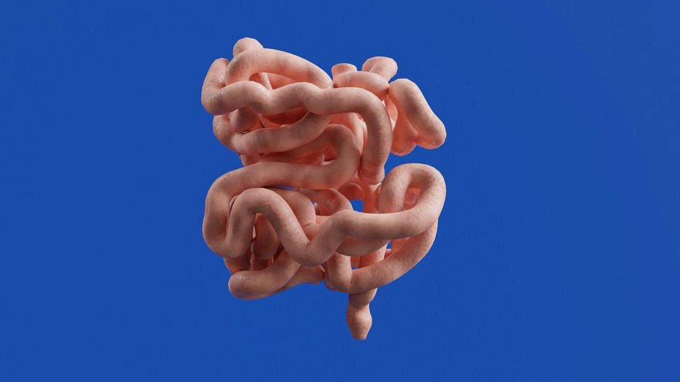 3D illustration of the small intestine in pink against a blue background.