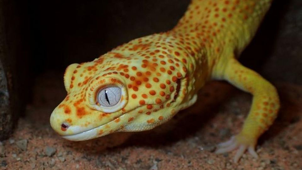 Lemon frost leopard gecko with yellow skin and orange spots.