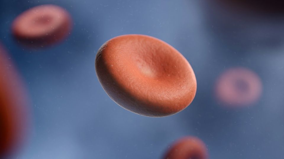 Red blood cell illustration showing the biconcave shape.