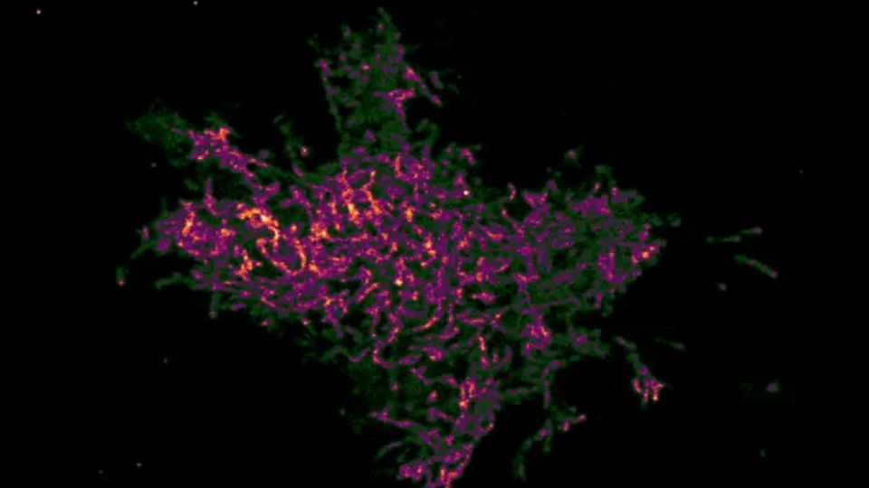 Fluorescence microscopy image of a colorful cell.