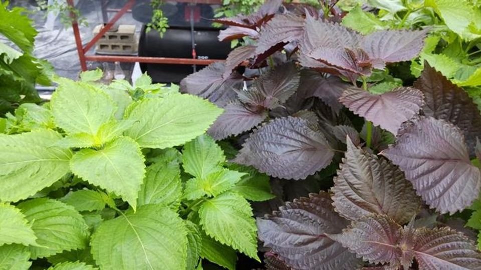 A gene-edited and wild-type perilla plant, one green and one a reddish-purple.