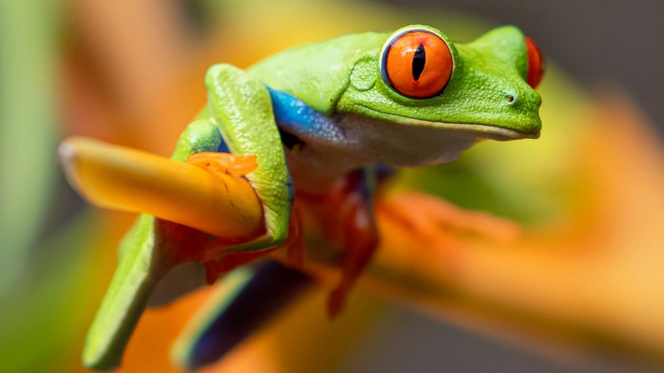 Red-eyed tree frog perched on an branch, with large eyes and slit-like pupils.