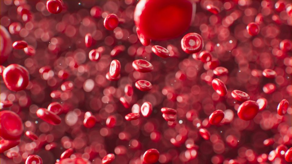 Red blood cells flowing through the bloodstream.