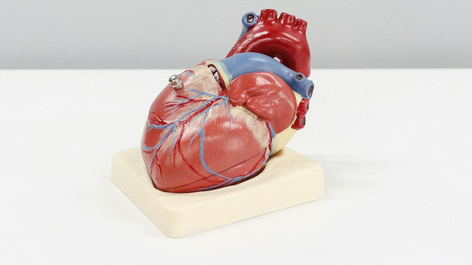 Anatomical heart model showing the chambers, major blood vessels, and coronary arteries.